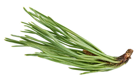 Pine tree branch isolated on white with clipping path