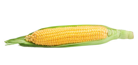 Corn isolated on white background with clipping path
