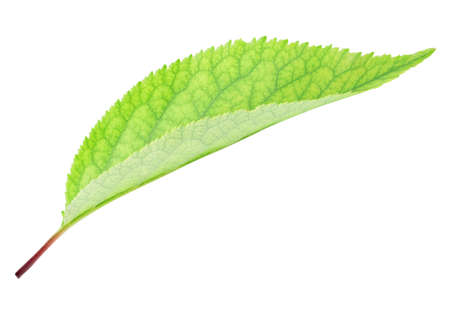 Fresh green apple leaf isolated on white background with clipping path