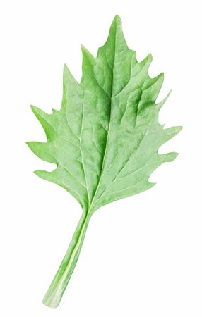 Fresh green leaf isolated on white background with clipping pathの写真素材