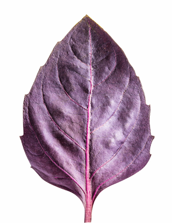Fresh red basil herb leaves isolated on white background. Purple Dark Opal Basilの写真素材
