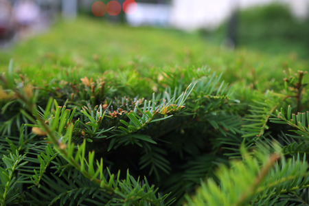 Close up photo of green conifer bush. Blurred background.