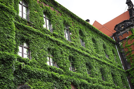 National museum with green wild grapes in Wroclaw, Poland.のeditorial素材