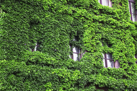 National museum with green wild grapes in Wroclaw, Poland.のeditorial素材