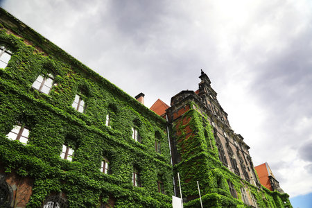 National museum with green wild grapes in Wroclaw, Poland.のeditorial素材
