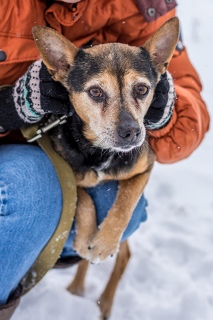 The little puppy is playing in the snowの写真素材