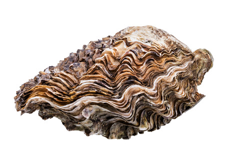 Fresh oysters isolated on white background with clipping path