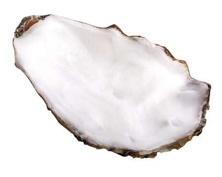 Fresh oyster isolated with shadow on white background. Clipping path.の写真素材