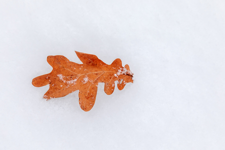 White snow background with red leaf. Winter landscape.の写真素材