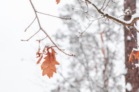 White snow background with red leaf. Winter landscape.の写真素材
