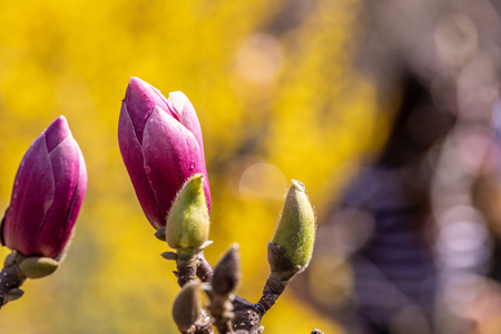 Beautiful pink magnolia bud on a bokeh background over blue skyの写真素材