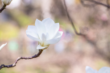 Flower Magnolia flowering against a background of flowers. Nature backgroundの写真素材