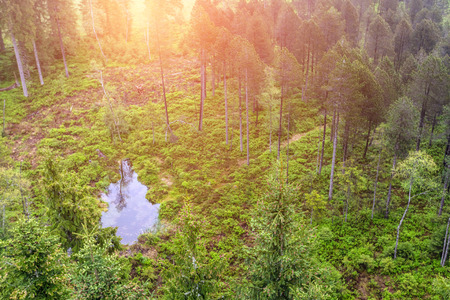 Top view of the road in the coniferous forest in moutainsの写真素材