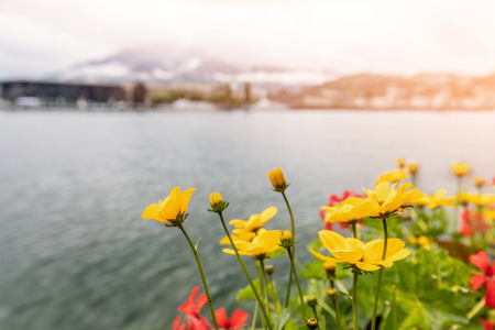 Yellow flowers on the background of mountains and lake. landscape