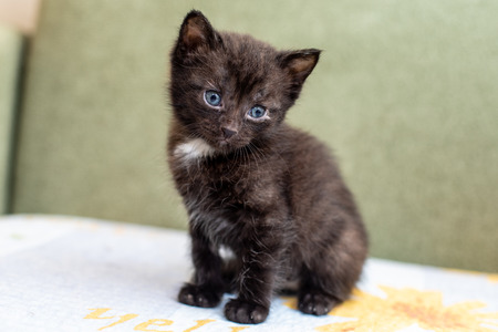 Funny cat in a cozy home. Portrait of a catの写真素材