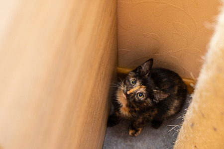 Funny cat in a cozy home. Portrait of a catの写真素材