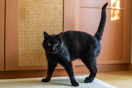 Funny cat in a cozy home. Portrait of a catの写真素材