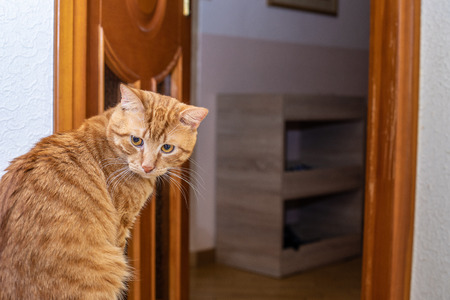 Funny cat in a cozy home. Portrait of a catの写真素材