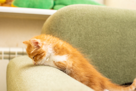 Funny cat in a cozy home. Portrait of a catの写真素材