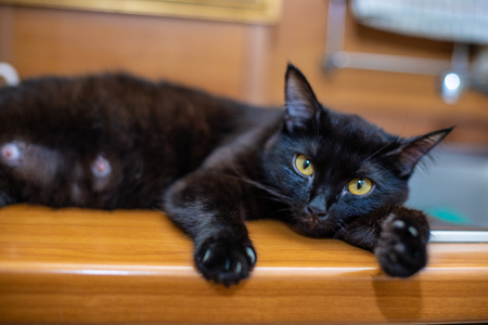 Funny cat in a cozy home. Portrait of a catの写真素材