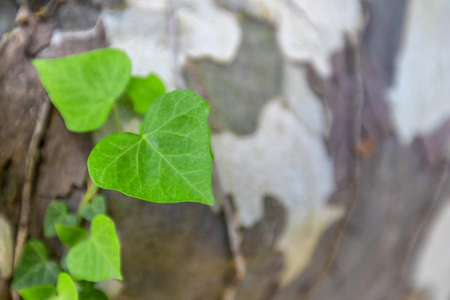 Background with green ivy covering the gray wallの写真素材