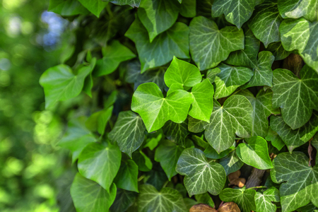 Background with green ivy covering the gray wallの写真素材