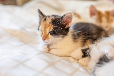 Little funny kittens  home. Baby catの写真素材