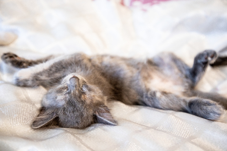 Little funny kittens  home. Baby catの写真素材