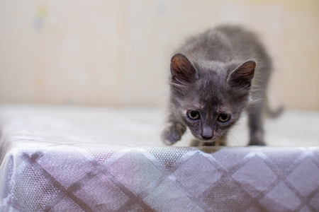 Little funny kittens  home. Baby catの写真素材