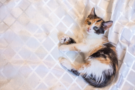 Little funny kittens  home. Baby catの写真素材