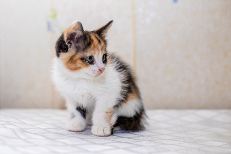 Little funny kittens  home. Baby catの写真素材