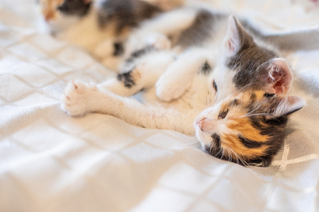 Little funny kittens  home. Baby catの写真素材