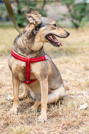 Happy little cute dog outdoorsの写真素材