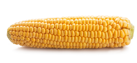 Fresh sweet corn isolated on white backgroundの写真素材