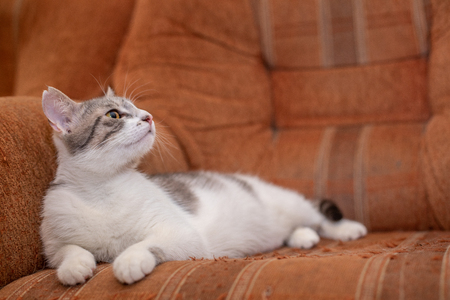 Cute cat at homeの写真素材