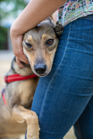 Happy little cute dog outdoorsの写真素材