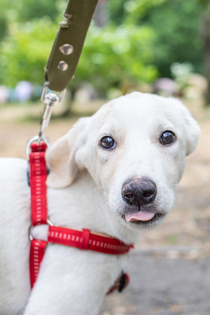 Beautiful white puppy for a walkの写真素材