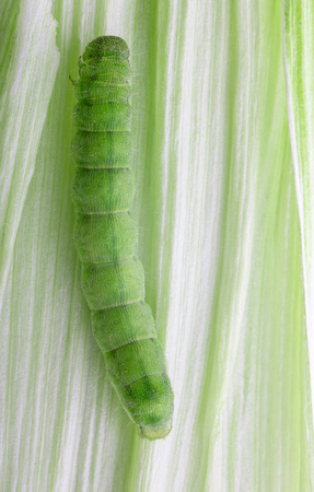 A green caterpillar crawls on a leaf. Background with caterpillar