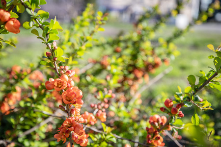 Blossom red flowers on a tree.の写真素材