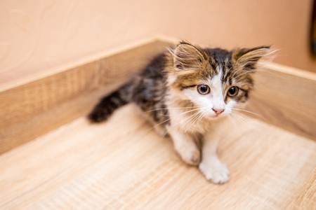 A little funny kitty with big eyesの写真素材