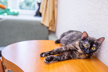 three colored cat lying on the table in the roomの写真素材