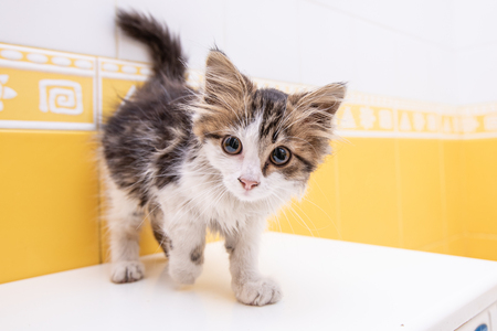 A little bright kitten on a white backgroundの写真素材