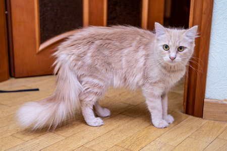 Red beautiful funny cat at homeの写真素材