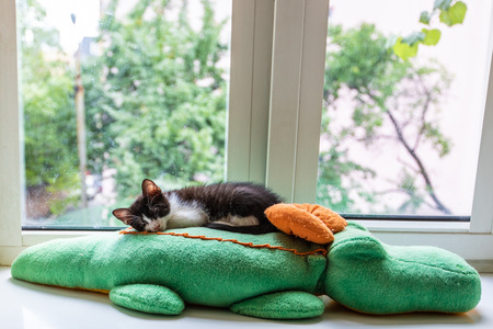 Black and white kitten sleeps on the window sillの写真素材