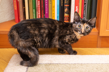three colored cat smiling in the roomの写真素材