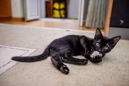 The black funny kitten is played with a toy mouseの写真素材