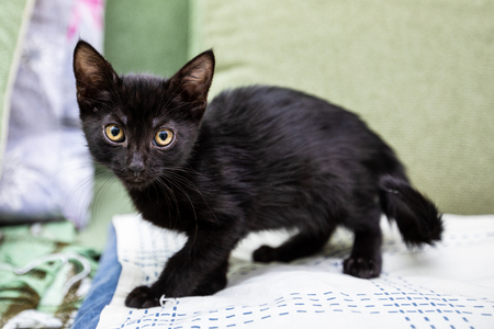 The black kitten with big yellow eyes sits on a green sofaの写真素材
