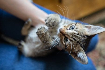 Funny striped  kitten is playing lying downの写真素材