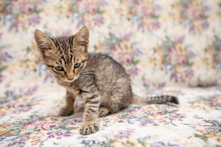 Funny striped kitten smiling at homeの写真素材