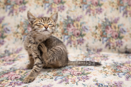 Funny striped kitten smiling at homeの写真素材